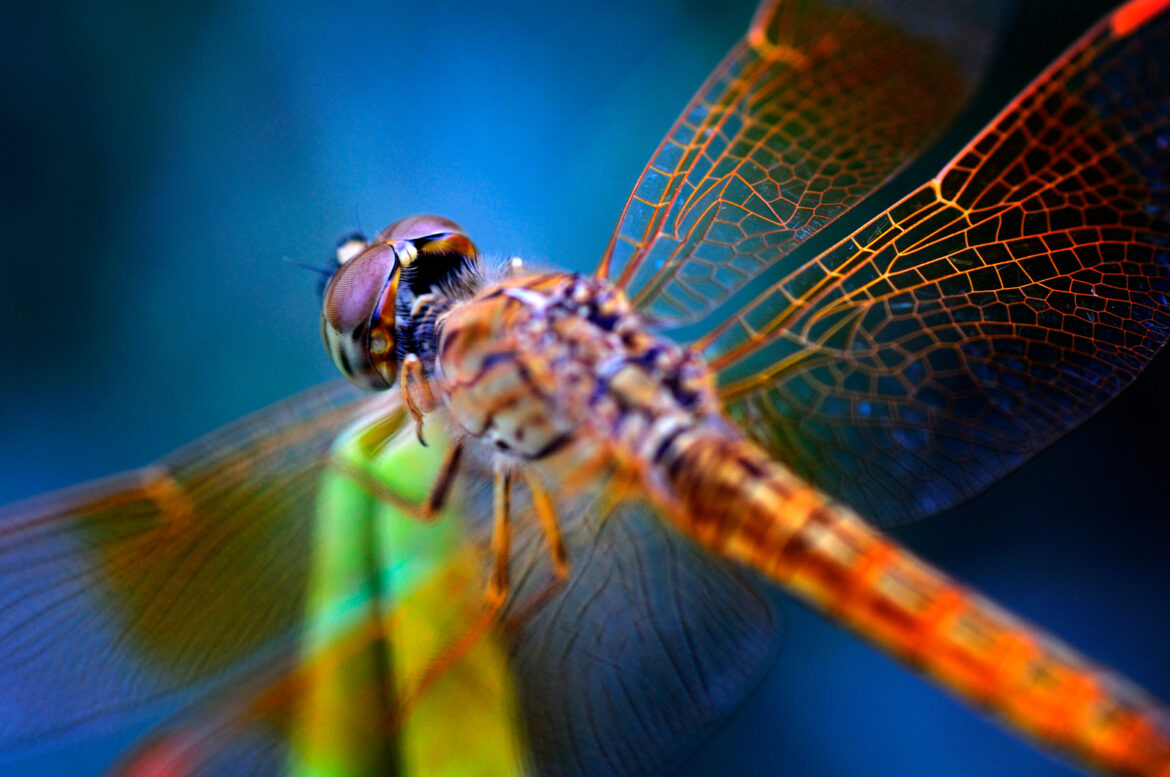 A Guide to the Dragonfly Meaning and Symbolism
