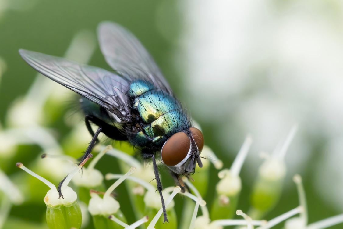 Sighting a Fly: What it Means